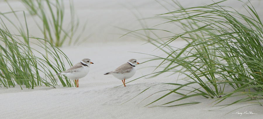 Piping Plovers Photograph by Harry Moulton