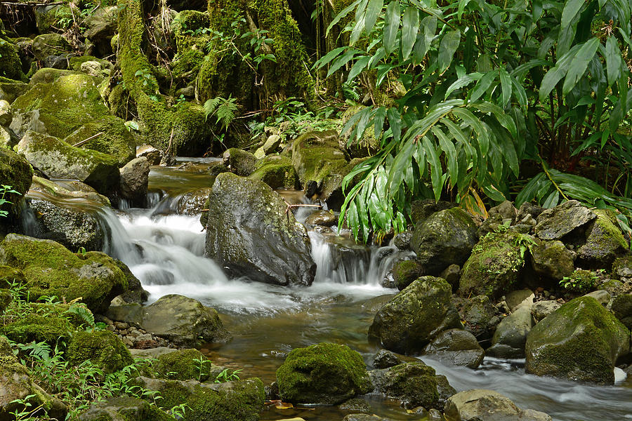 Pipiwai Stream Photograph by Ben Prepelka - Fine Art America