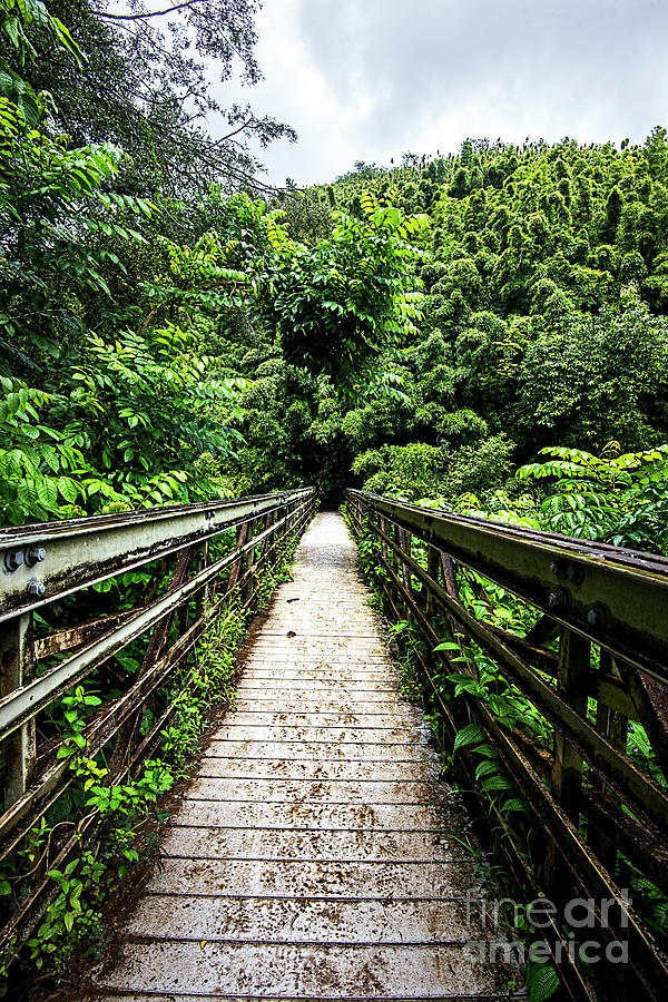 Pipiwai  Trail bridge 2 Photograph by Baywest Imaging