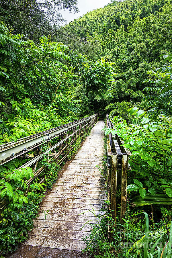 Pipiwai  Trail bridge 3 Photograph by Baywest Imaging