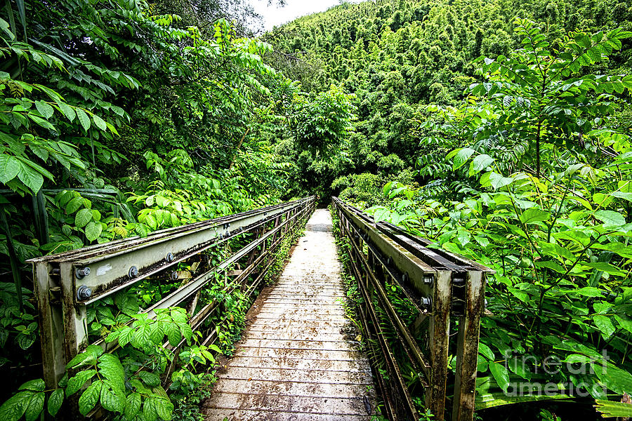 Pipiwai  Trail bridge_ Photograph by Baywest Imaging