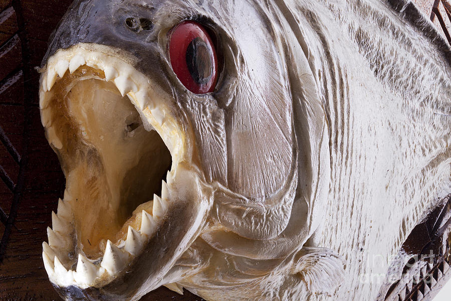 Piranha fish close up Photograph by Simon Bratt Photography LRPS