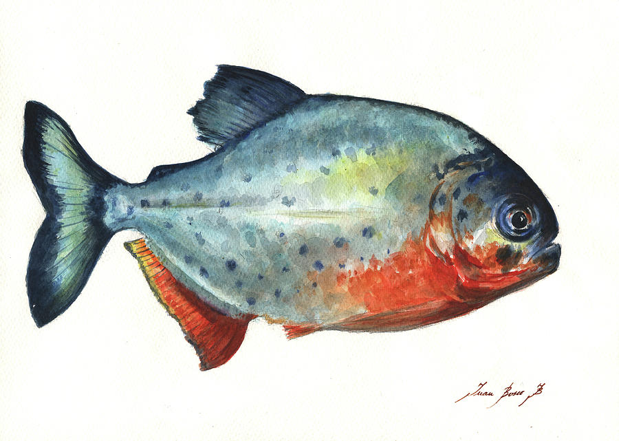 Sport Fishing Painting - Piranha fish by Juan Bosco