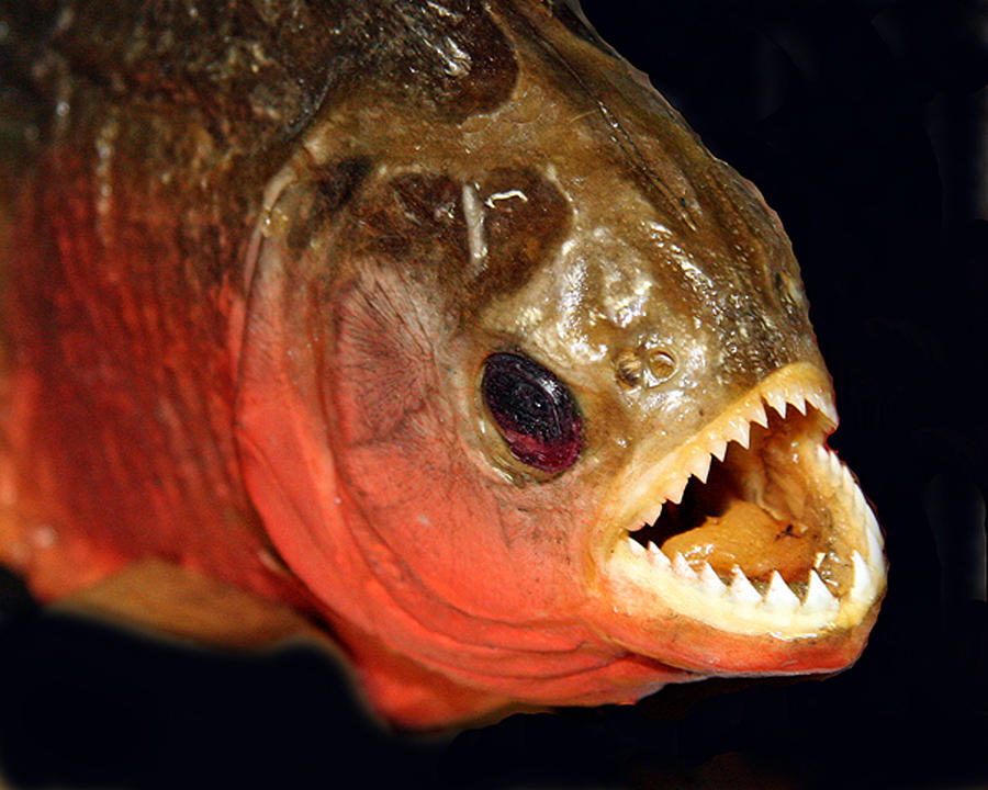 Piranha Photograph by Larry Linton