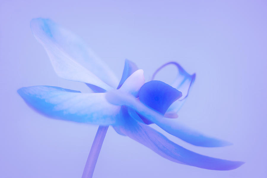Orchid Photograph - Pirouette by Iryna Goodall