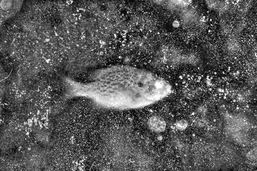 Pisces   B / W Photograph by Karl Anderson