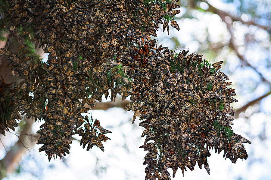 Pismo Beach Monarch Butterfly Grove Photograph by Kyle Hanson