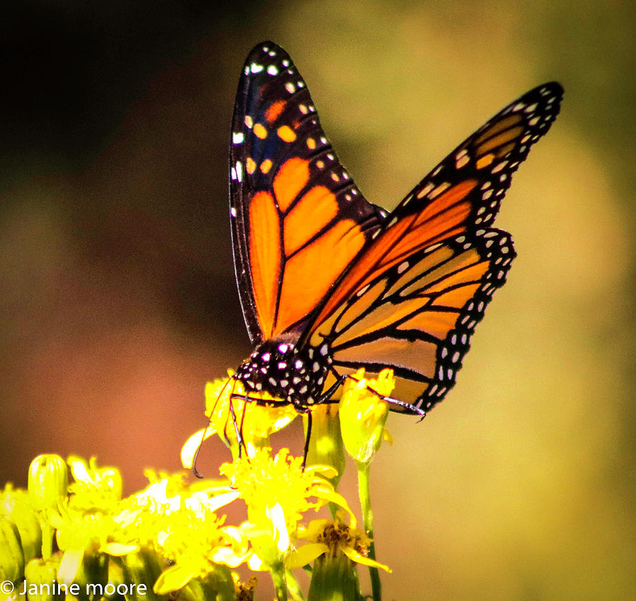 Pismo Monarch Butterfly Photograph by Dr Janine Williams