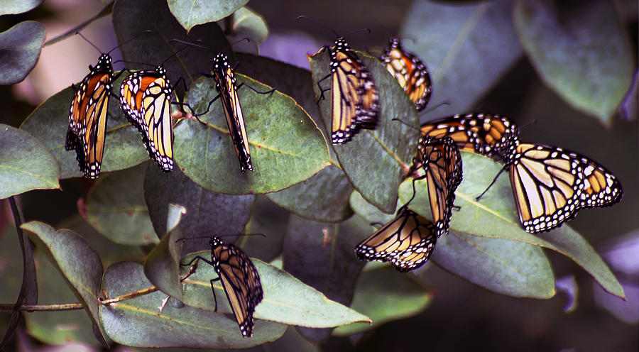Animal Photograph - Pismo Monarchs by Gary Brandes