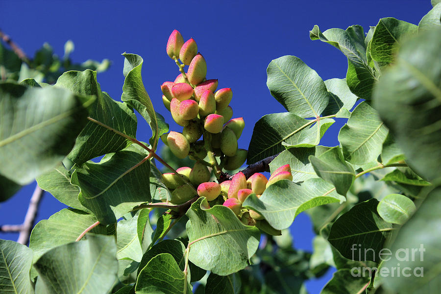 Pistachio Nuts Growing in a Tree in California Photograph by Wernher Krutein