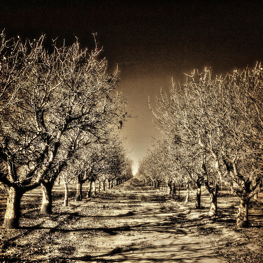 Pistachio Trees Winter Photograph by Roger Passman