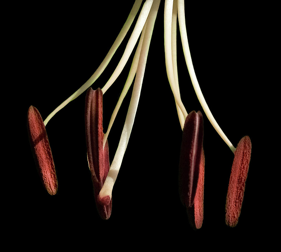 Lily Photograph - Pistil and Stamen Tiger Lily by Tim Bond