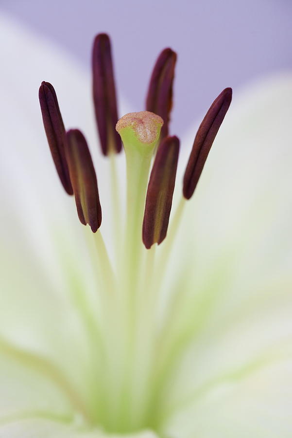 difference-between-carpel-and-pistil