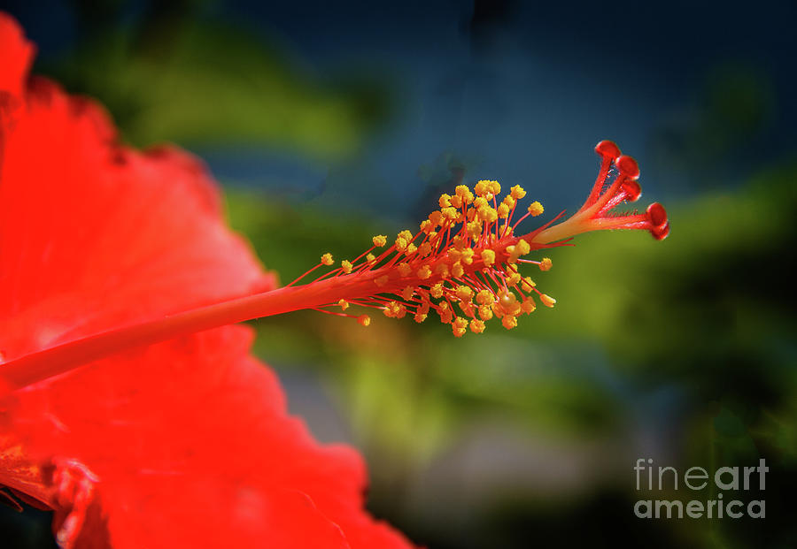 Pistil Of Hibiscus Photograph by Robert Bales