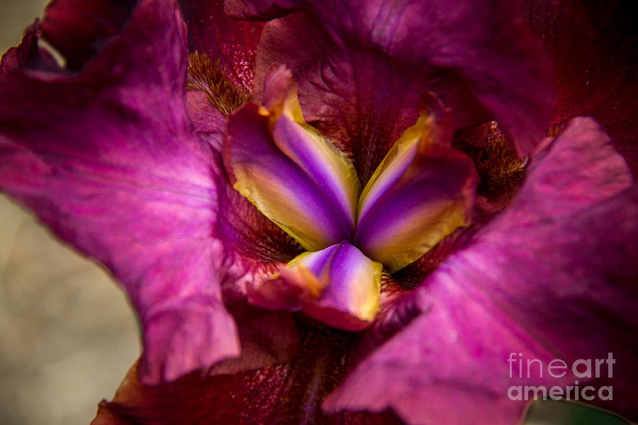 Pistil Packing Iris Photograph by Robert Bales