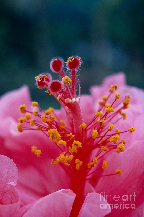 Pistils And Stamens Photograph by Greg Vaughn - Printscapes