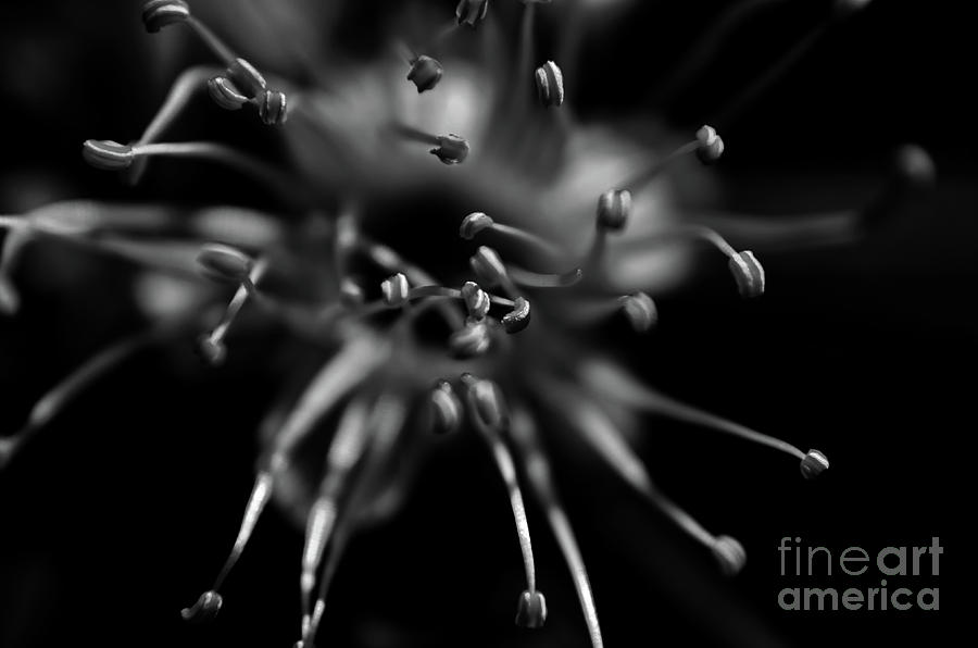 Pistils Black And White Photograph by Michelle Meenawong