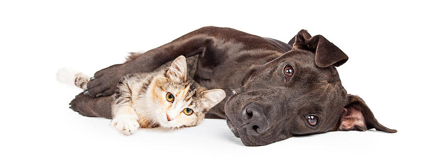 Animal Photograph - Pit Bull Dog and Kitten Cuddling by Good Focused