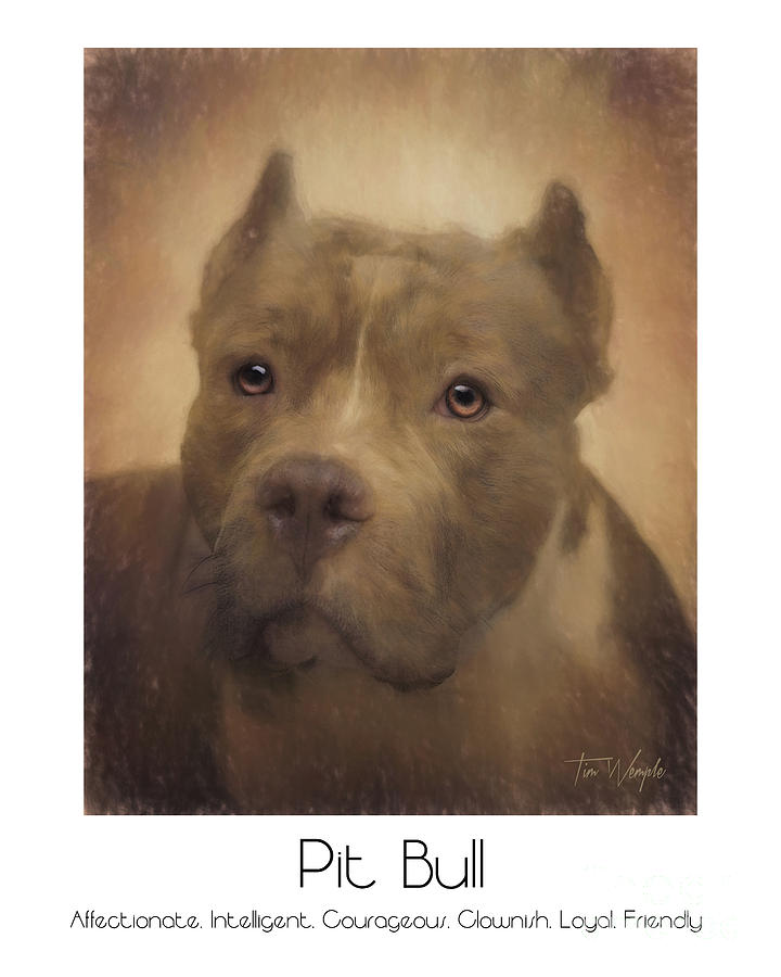 Pit Bull Poster Digital Art by Tim Wemple