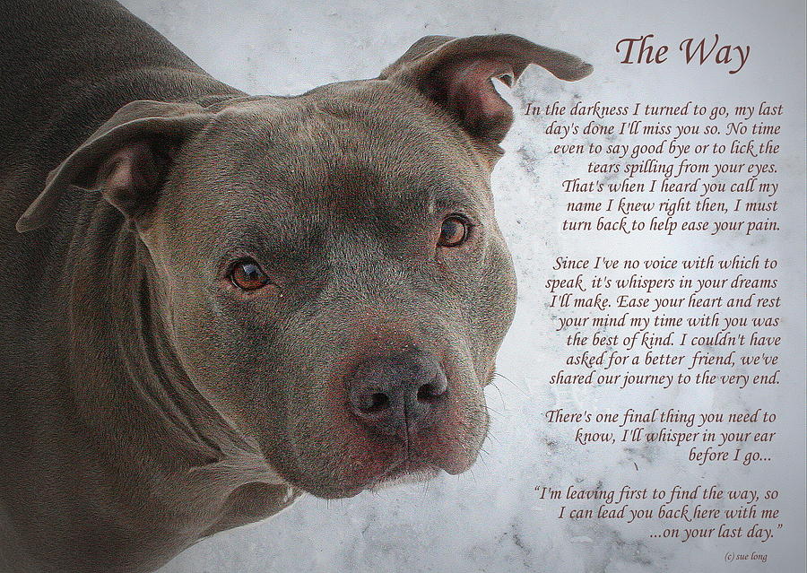 Pit Bull  The Way Photograph by Sue Long