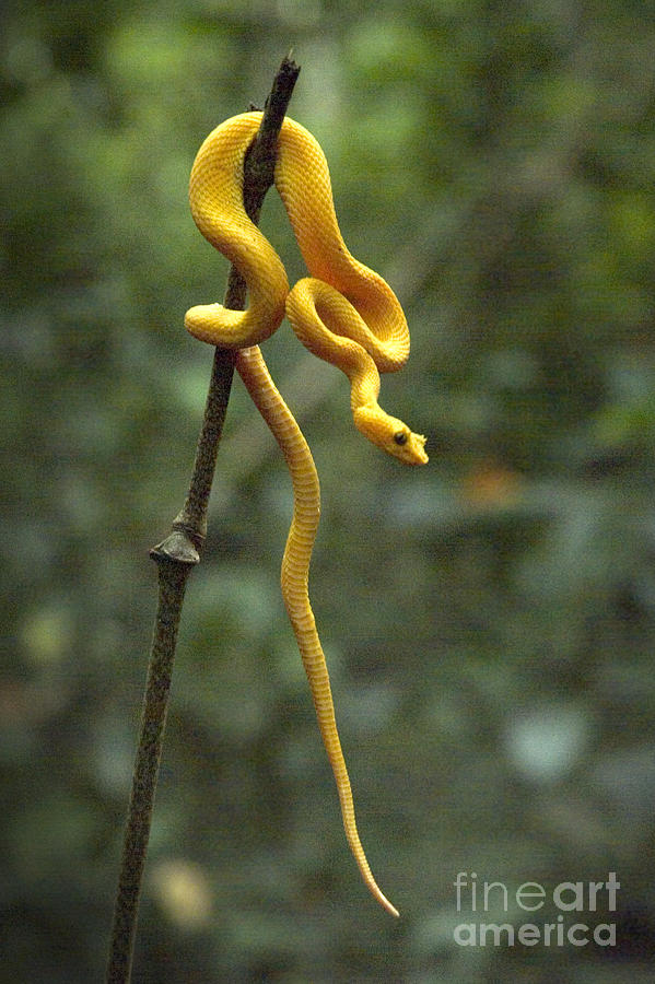 Pit Viper Photograph by Chris Jurgenson | Fine Art America