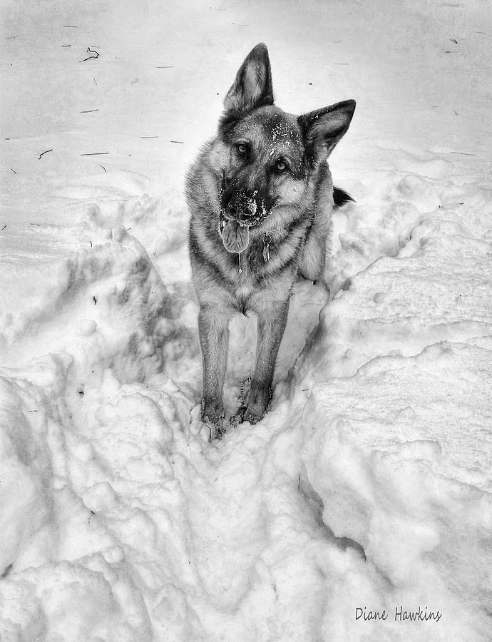 Animal Photograph - Pita enjoying the snow by Diane Hawkins