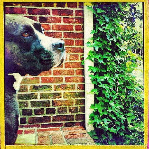 Dog Photograph - #pitbull #pitbullsofinstagram by Jess Stanisic