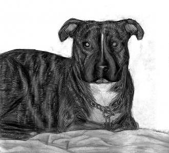 Dog Drawing - Pitbull Puppy Named Spencer by Katie Alfonsi