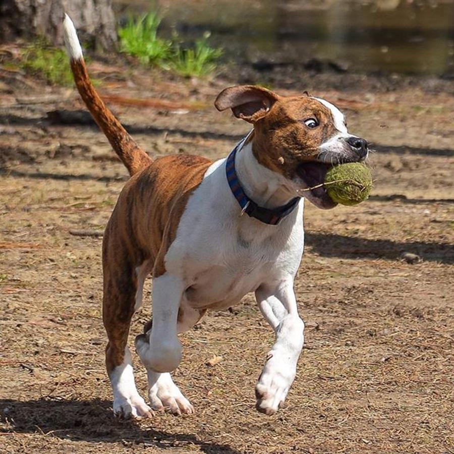 Animal Photograph - #pitbullsofinstagram #pitbull #dog by Raw Image Photo