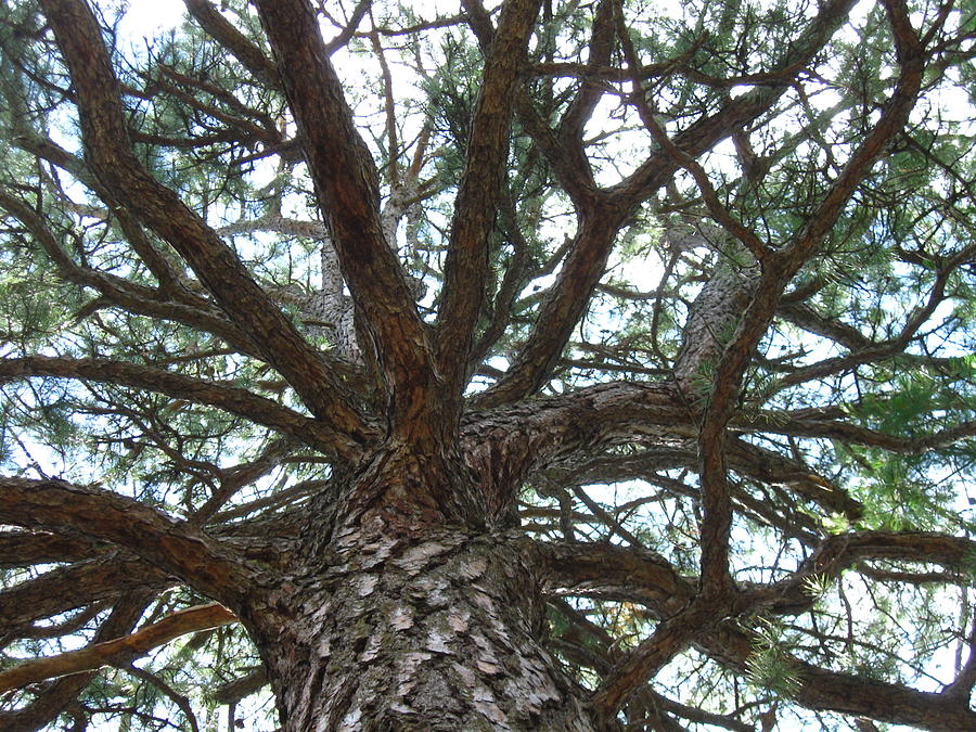 Tree Photograph - Pitch Pine by David OShea Tree Photograph - Pitch Pine by David OShea