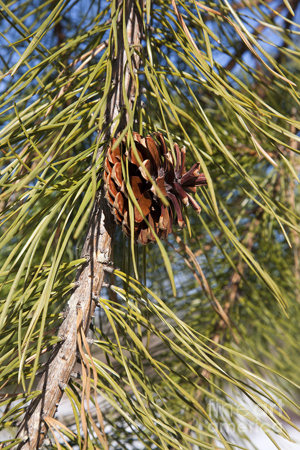 Pitch Pine Photograph by Erin Paul Donovan