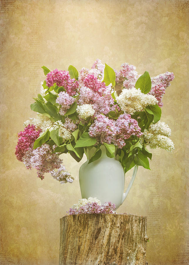 Pitcher of Lilacs Photograph by Patti Deters