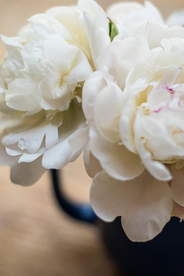 Flower Photograph - Pitcher of Peonies by Jessica Ruscello