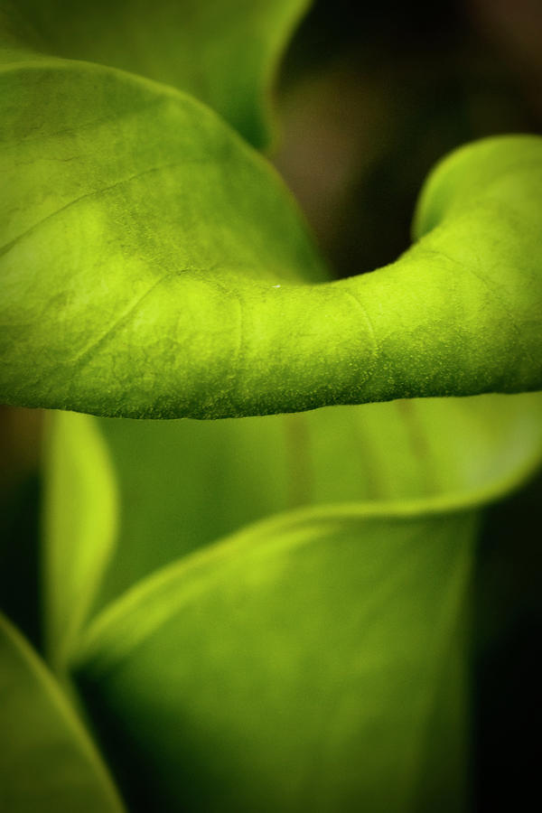 Pitcher Plant Abstract Photograph by Bob Decker