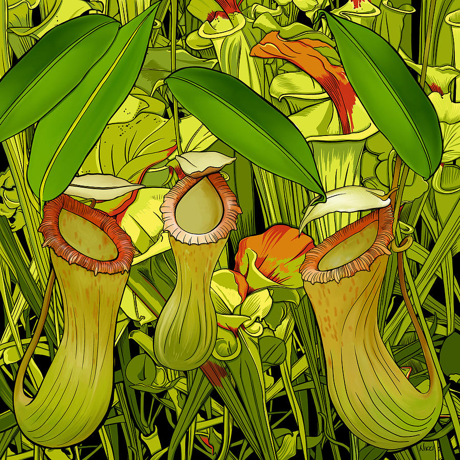 Pitcher Plant Drawing Drawing by Nikki D May - Pixels