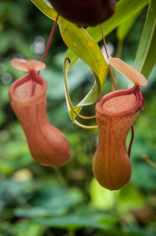 Pitcher Plant Photograph by Harry Spitz