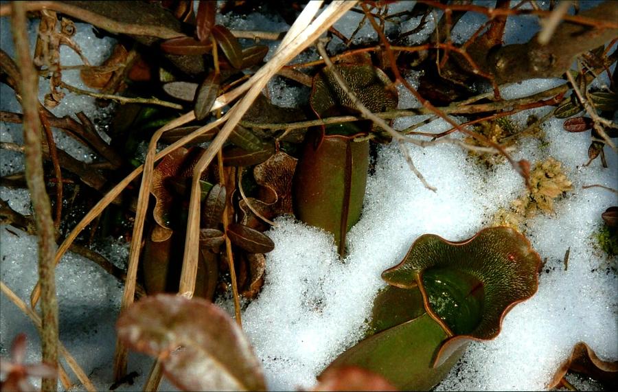 Pitcher Plant in the Snow Photograph by Robert Nickologianis