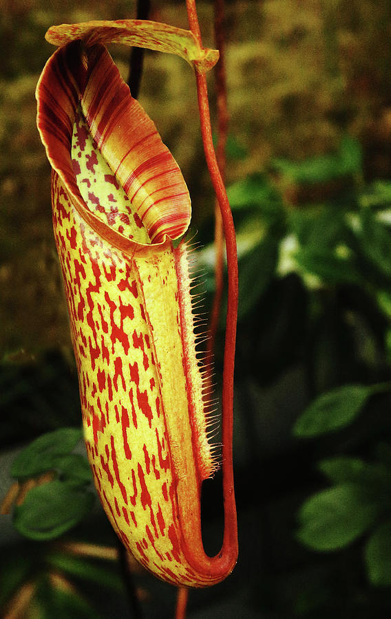 Pitcher Plant Photograph by Jeff Townsend