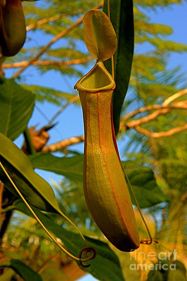 Pitcher Plant Photograph by Nicola Fiscarelli