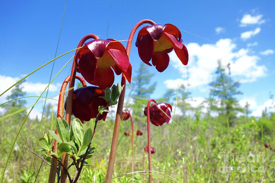 Pitcher Plants are Blooming Photograph by Sandra Updyke