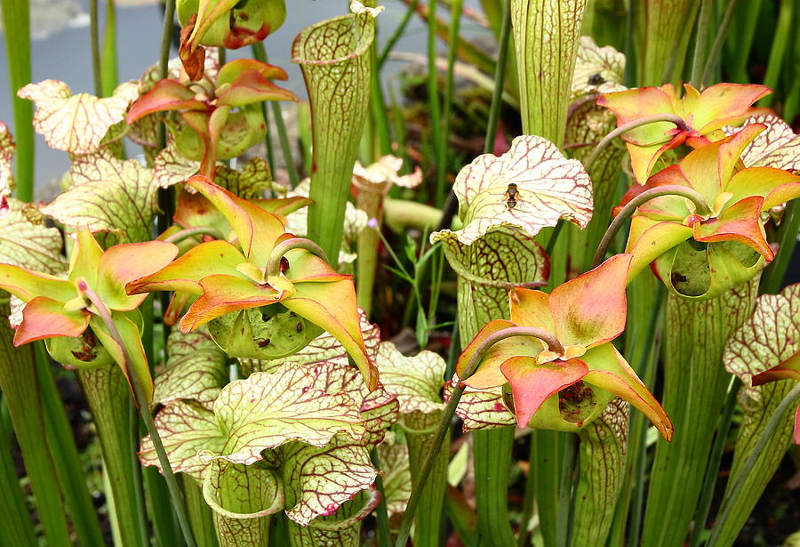Pitcher Plants Photograph by Jeff Townsend