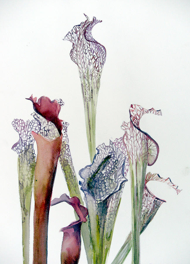 Pitcher Plants Painting by Mindy Newman