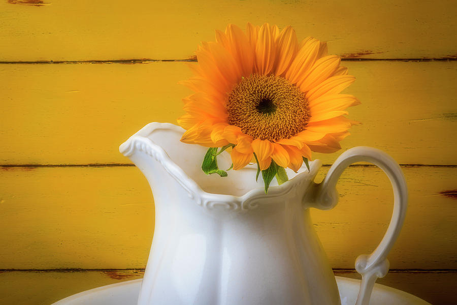 Pitcher With Sunflower Photograph by Garry Gay