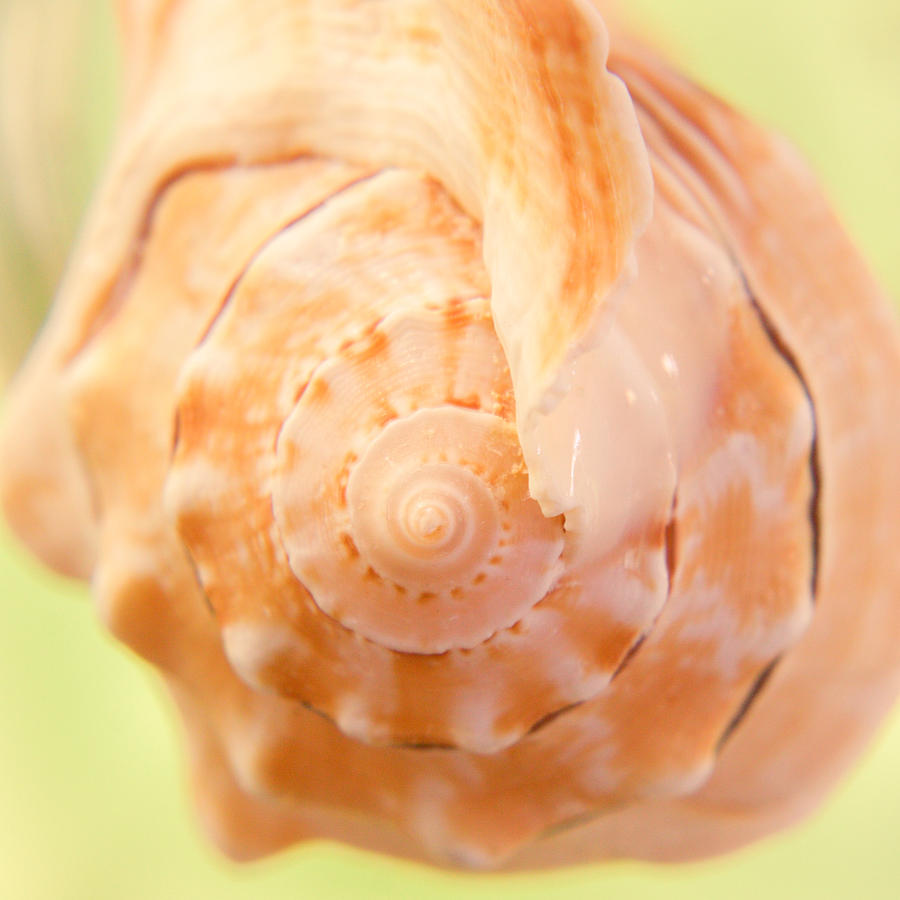 Pitted Murex Seashell Photograph by Hermes Fine Art