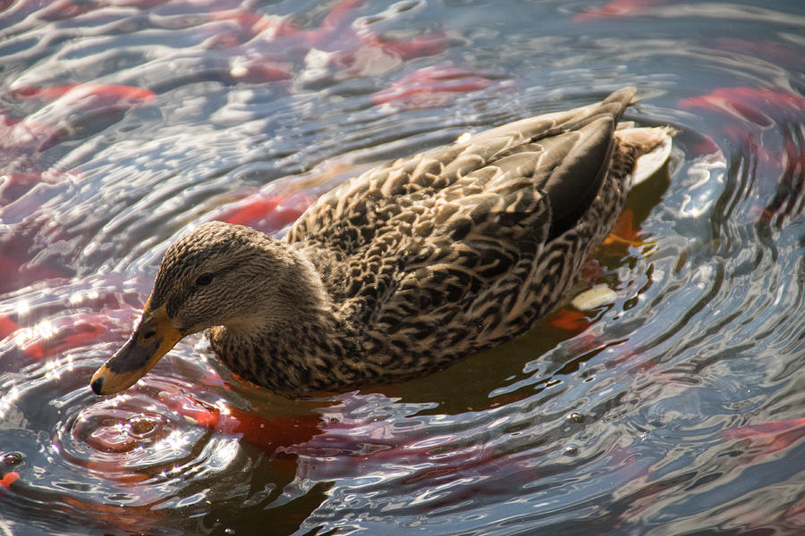 Duck Photograph - Pittsburgh Duck by Tim Ford