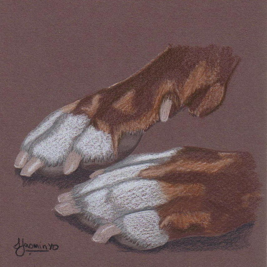 Dog Drawing - Pitty Feet by Stacey Jasmin