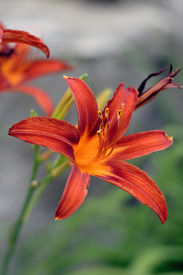 Pixy Lily Photograph by Mark Platt - Fine Art America