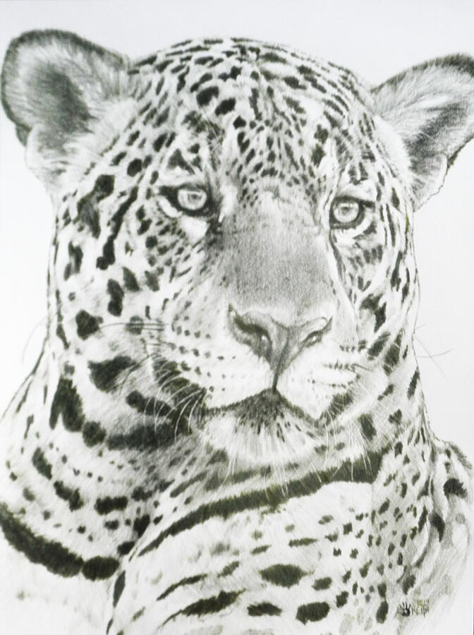 Wildlife Drawing - Placate by Barbara Keith