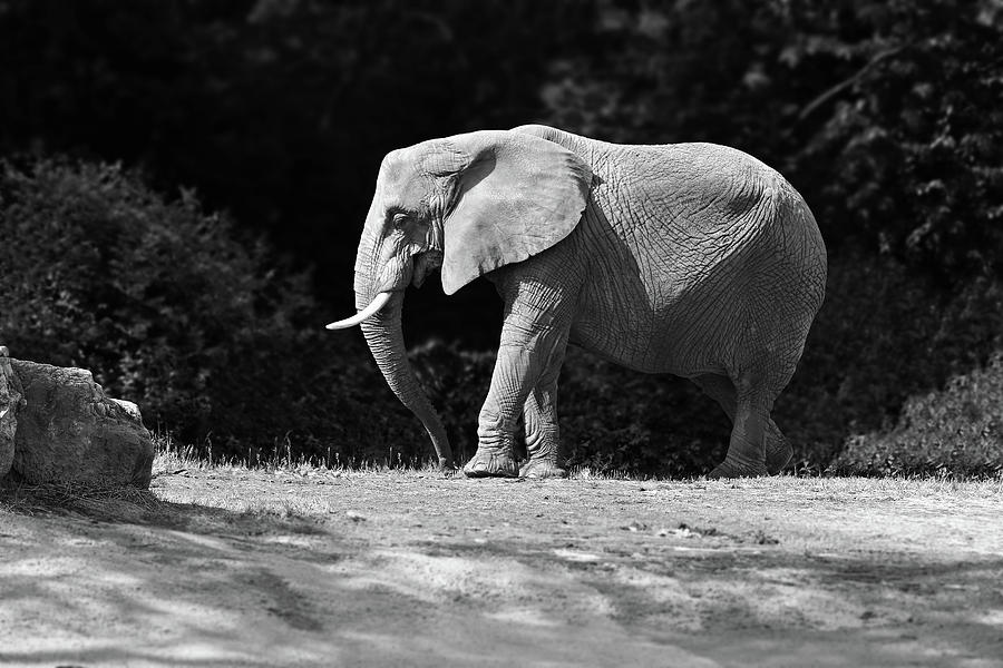 Wildlife Photograph - Placid Pachyderm by Paul Conner
