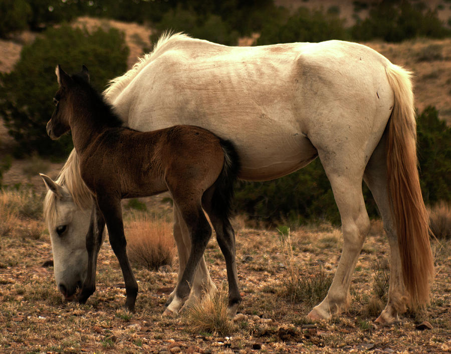 Placitas 3 by Catherine Sobredo Placitas 3 by Catherine Sobredo
